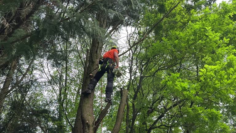  Aptos Hills Larkin Valley, CA Tree Removal Pros