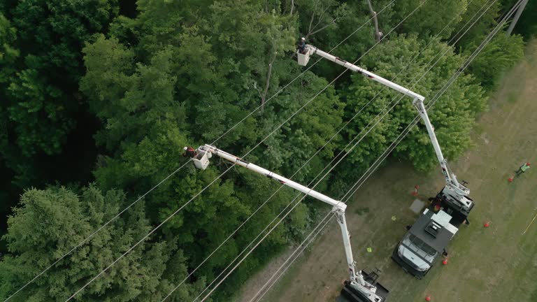 How Our Tree Care Process Works  in  Aptos Hills Larkin Valley, CA