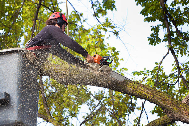 Best Emergency Tree Removal  in Aptos Hills Larkin Valley, CA