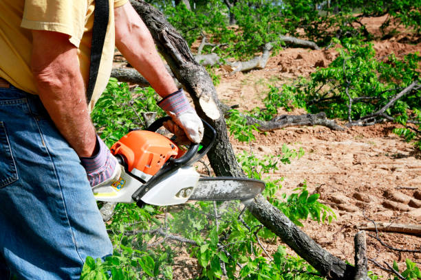Best Lawn Irrigation Installation and Maintenance  in Aptos Hills Larkin Valley, CA