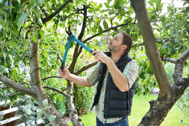 Best Arborist Consultation Services  in Aptos Hills Larkin Valley, CA